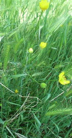 Ranunculus sardous / Ranuncolo sardo